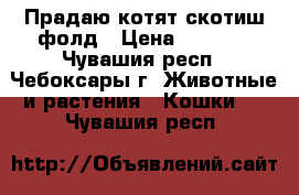 Прадаю котят скотиш-фолд › Цена ­ 4 000 - Чувашия респ., Чебоксары г. Животные и растения » Кошки   . Чувашия респ.